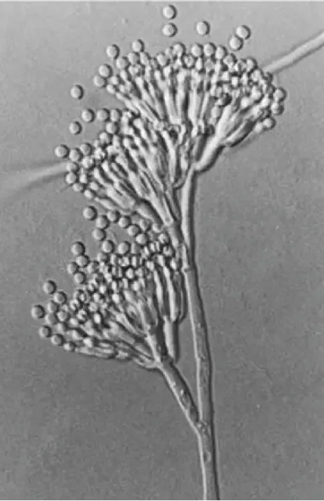 Conidial growth of Penicillium chrysogenum. Image kindly made available by CBS Fungal Diversity Centre
