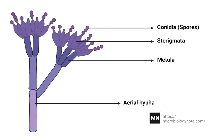 Morphology of Penicillium chrysogenum
