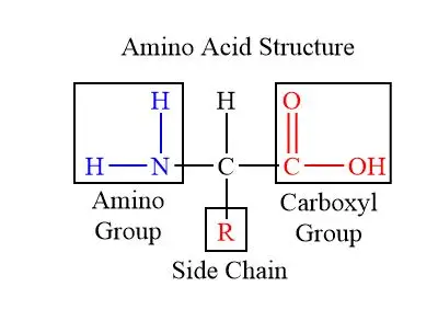 Amino Acid Formula - Biology Notes Online