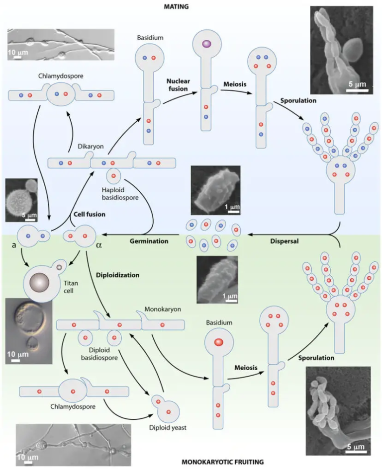 Cryptococcus neoformans - Structure, Infection, Habitat - Biology Notes ...