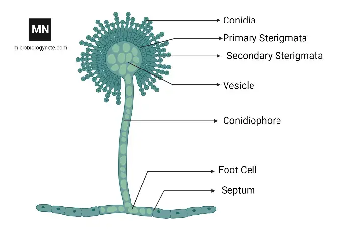 Microscopic diagram of Aspergillus flavus.Microscopic diagram of Aspergillus flavus.