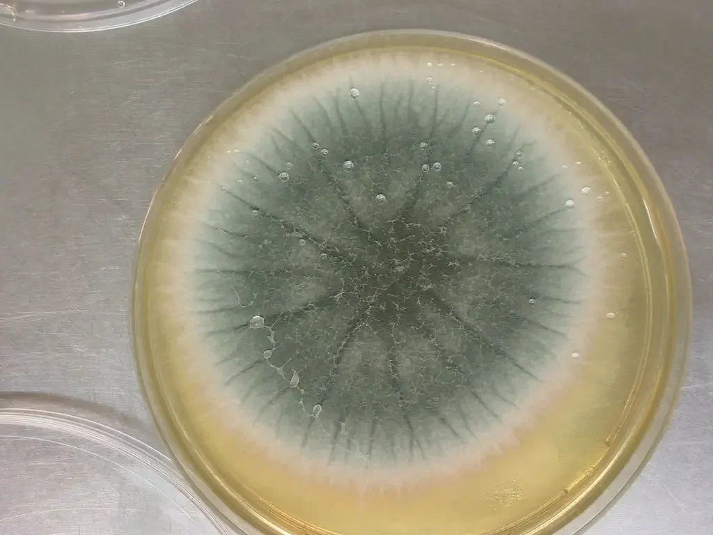 Aspergillus fumigatus Images – Colony in Petri dish
