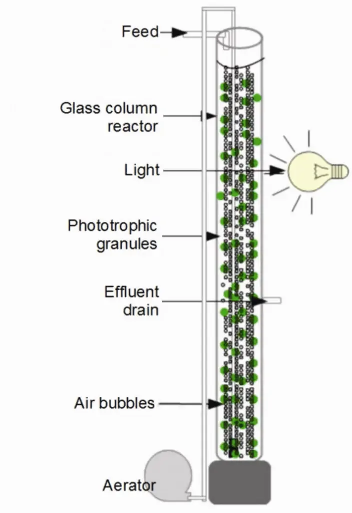 Bubble Column Photobioreactor
