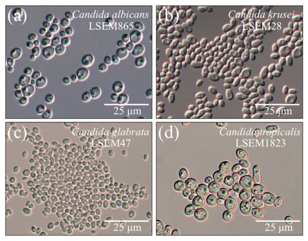 DIC micrographs of (a) C. albicans, (b) C. krusei, (c) C. glabrata, and (d) C. tropicalis. | Image Source: https://doi.org/10.3390/ijms23105359
