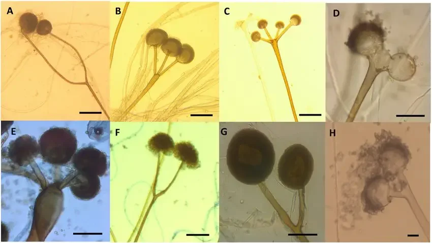Rhizopus sporangia under microscope – Branching sporangiophores with multi-sporangia of Rhizopus from tempeh: (A,B) R. arrhizus UICC 36, UICC 120, (C,D) UICC 10, (E) UICC 119; (F,GR. delemar UICC 40, UICC 26; (H) R. microsporus UICC 539. Seven days on 4% MEA. (G) photo credit to Vebliza⁴⁷. Scale bar = 10 μm.
