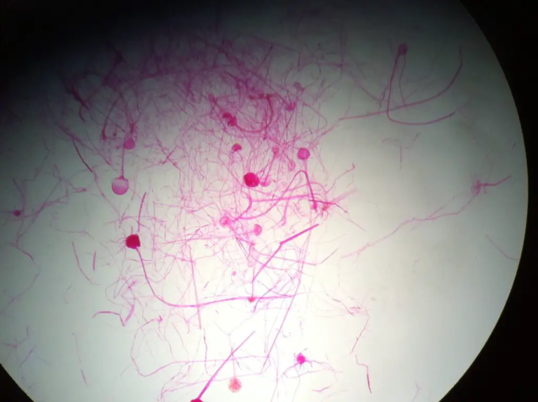 EISCO Cotton, Wholemount - Prepared Microscope Slide Maldives