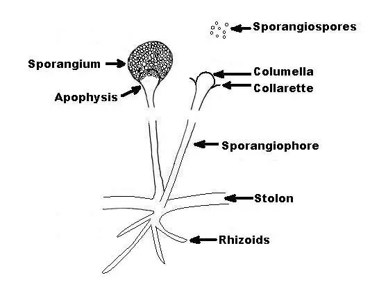 Morphology of Rhizopus spp
