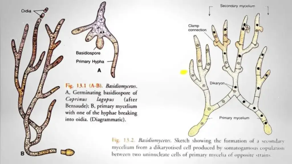 Basidiomycetes mycelium 