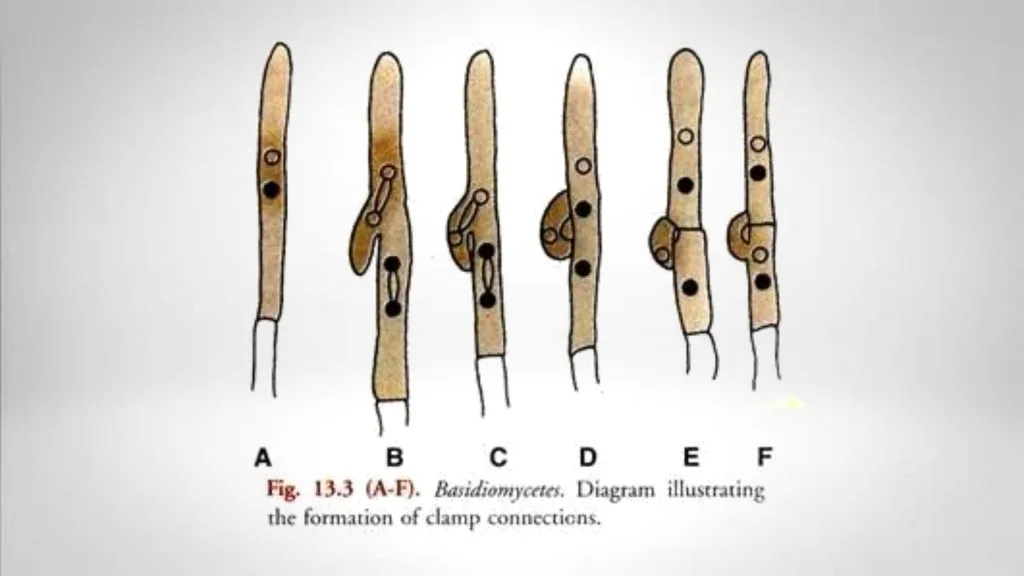 formation of clamp connection in Basidiomycete