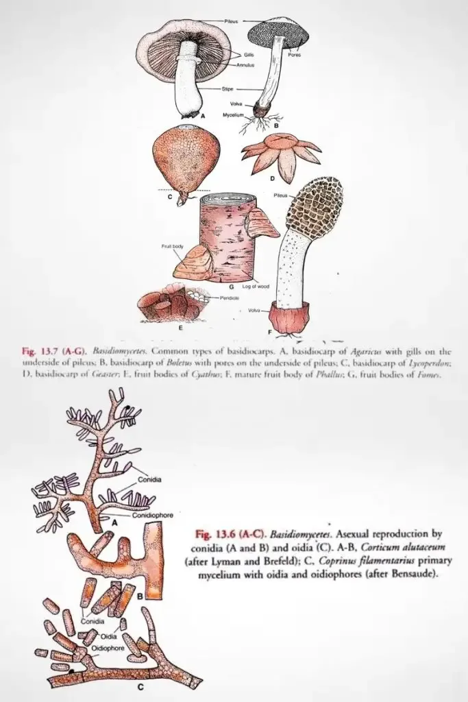 Basidiocarps