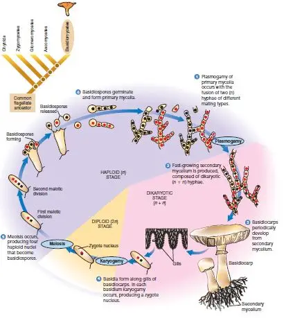 Lifecycle or Reproduction of Basidiomycetes