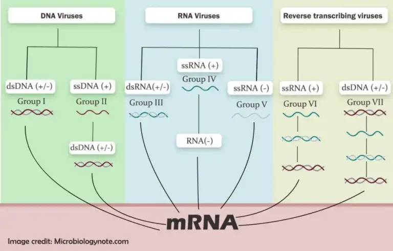 Baltimore Classification System of Viruses - Biology Notes Online