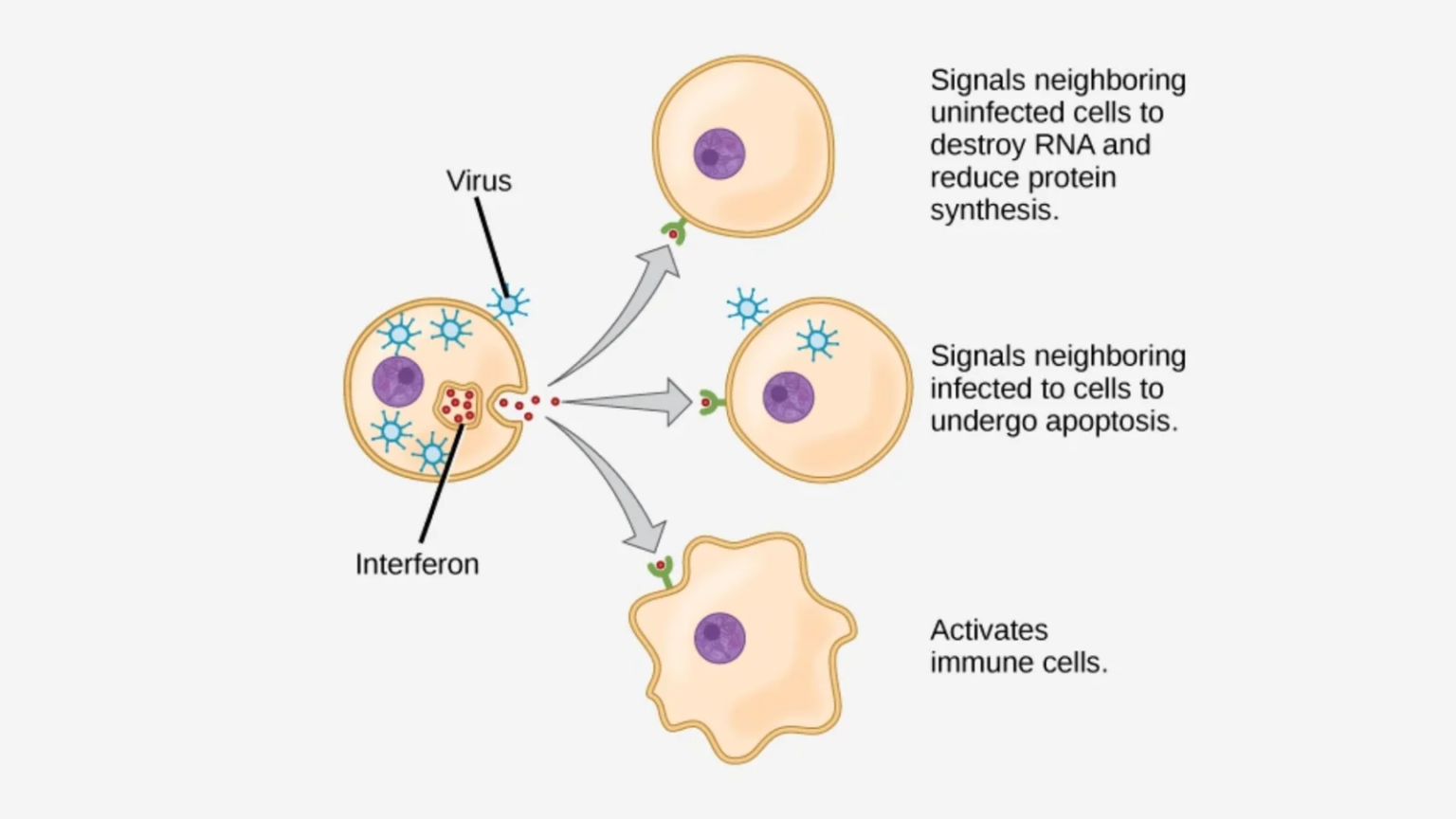 Viral Life Cycle Steps Of Viral Infection Biology Notes Online