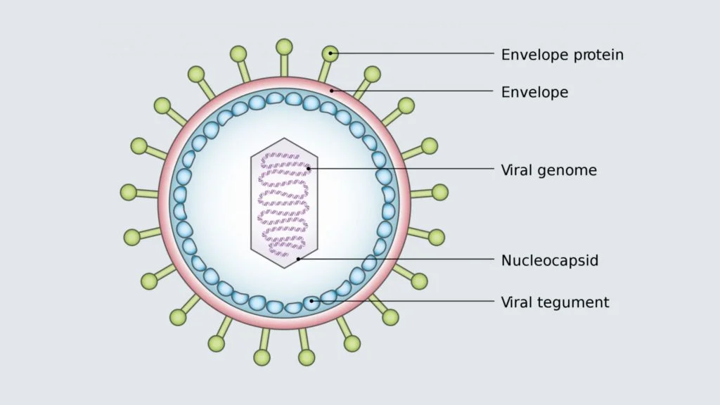 The Structure of Virus and Morphology