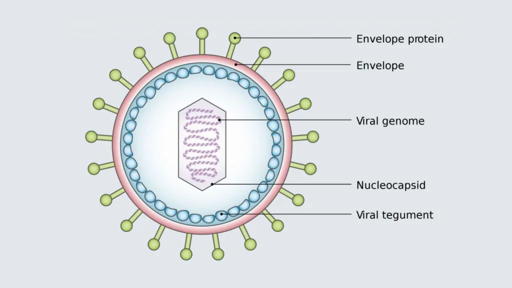 Virus - Structure, Origin, Replication, Classification, and Example 5 The Structure of Virus and Morphology
