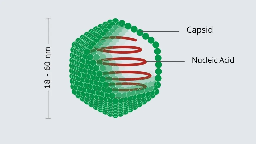 Virus - Structure, Origin, Replication, Classification, and Example 6 The Structure of Virus and Morphology