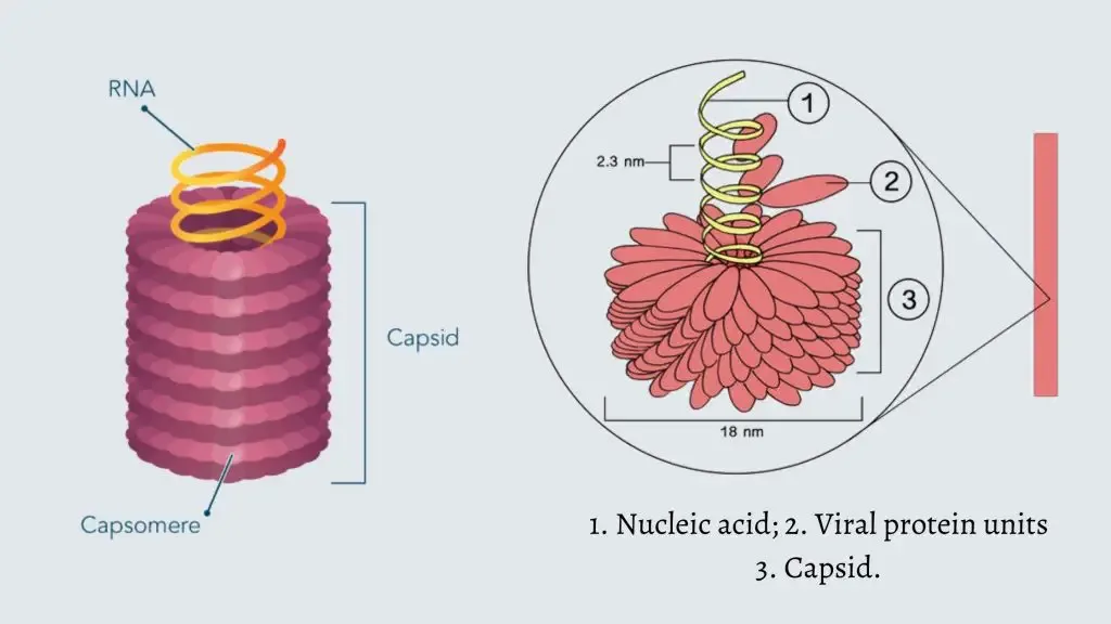 Virus - Structure, Origin, Replication, Classification, and Example 7 The Structure of Virus and Morphology