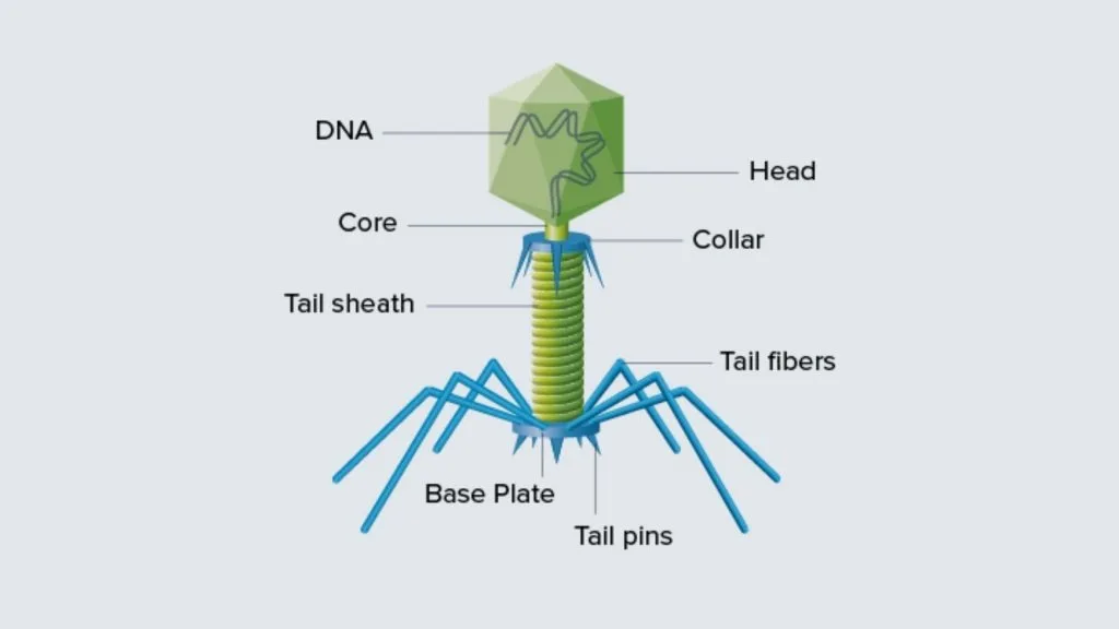 Virus - Structure, Origin, Replication, Classification, and Example 8 The Structure of Virus and Morphology