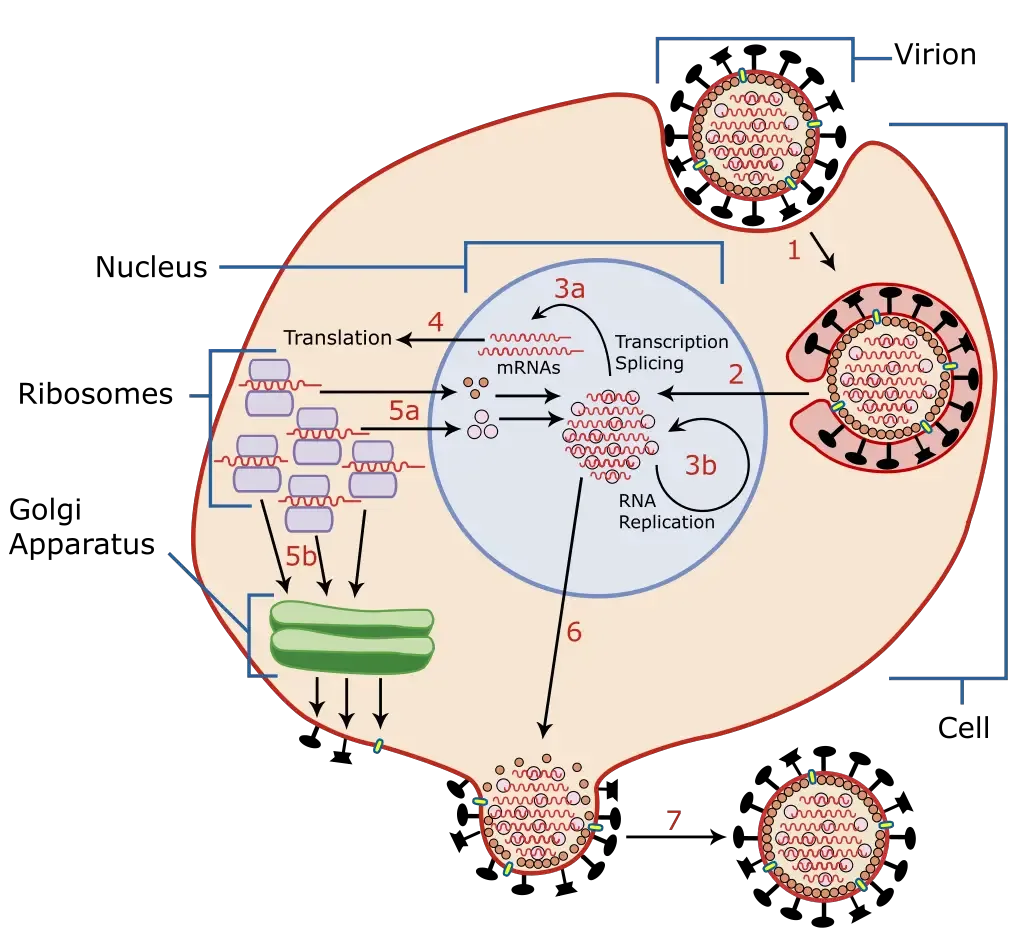 Virus - Structure, Origin, Replication, Classification, and Example 9 Influenza virus life cycle