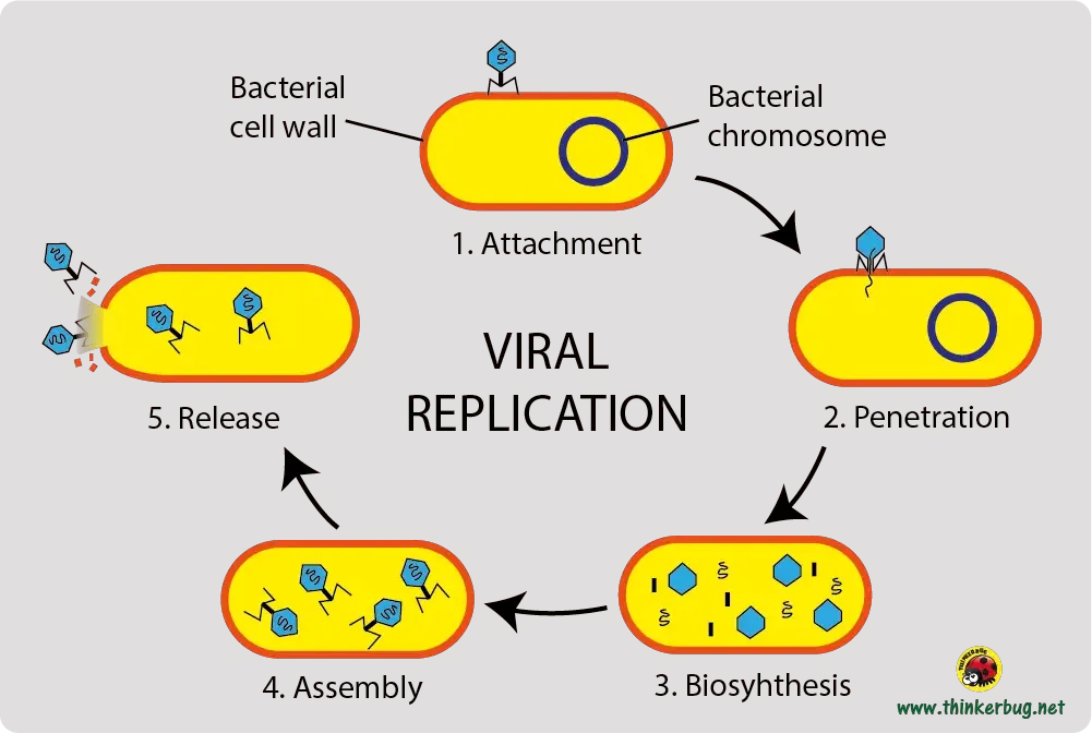 Virus - Structure, Origin, Replication, Classification, and Example 10 Release (liberation stage)