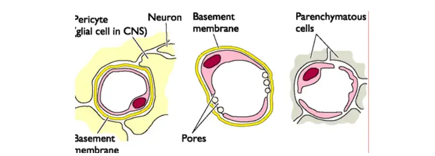 Three types of blood-tissue junctions: capillary, venule, and sinusoid.
