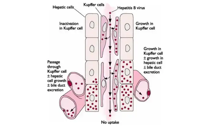 Routes of viral entry into the liver.
