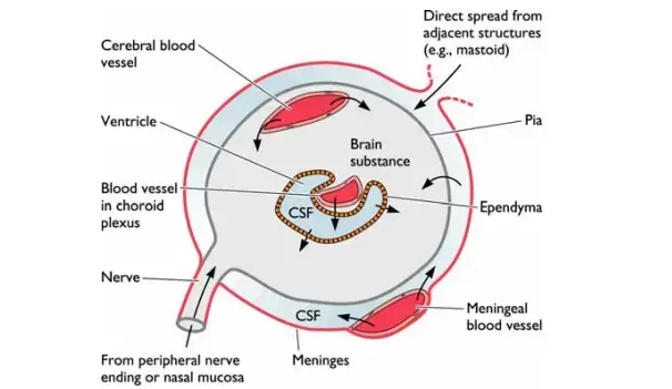 Summary of how viruses access the central nervous system.
