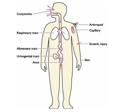 Viral Entry Into The Host Body
