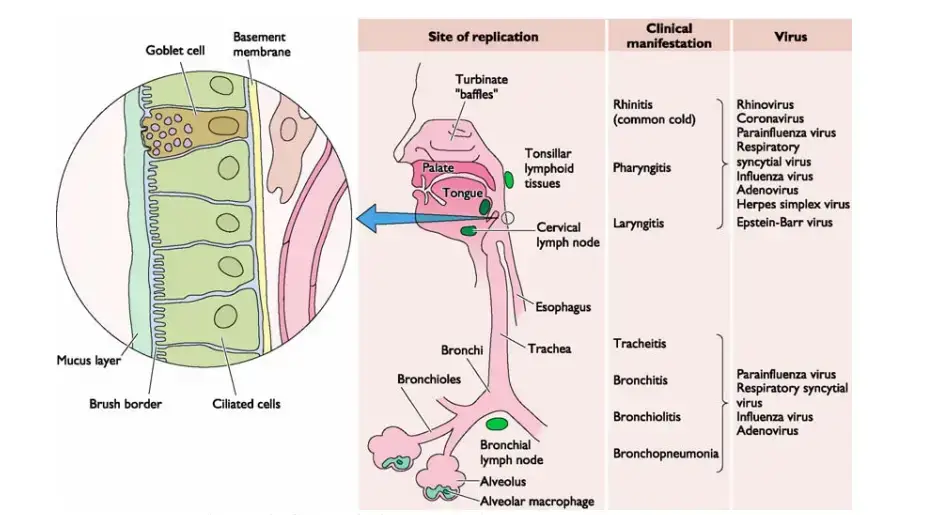 Viral Entry Through Respiratory Tract
