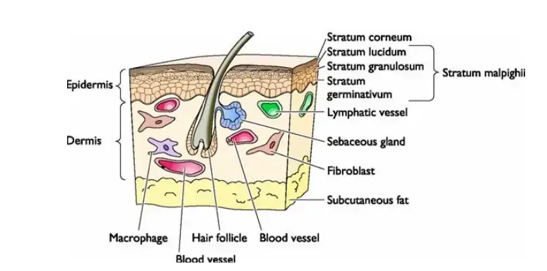 Diagram of the skin.
