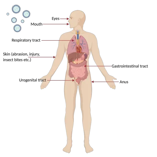 Typical sites of virus entry into the body: The first steps of viral infection is determined by the site at which the virus implants into the body. This would subsequently dictate the mechanisms of viral pathogenesis. 