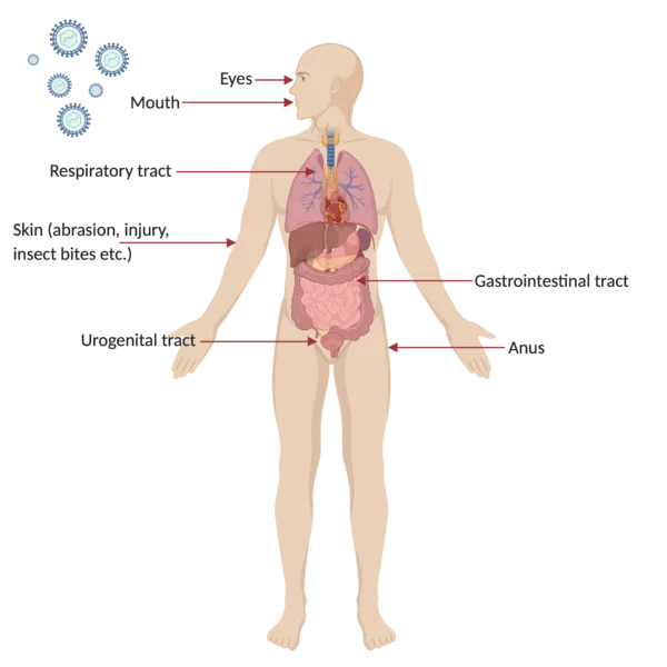 Typical sites of virus entry into the body: The first steps of viral infection is determined by the site at which the virus implants into the body. This would subsequently dictate the mechanisms of viral pathogenesis. 