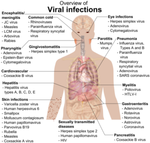 Viral Pathogenesis Definition, Mechanisms, Factors - Biology Notes Online