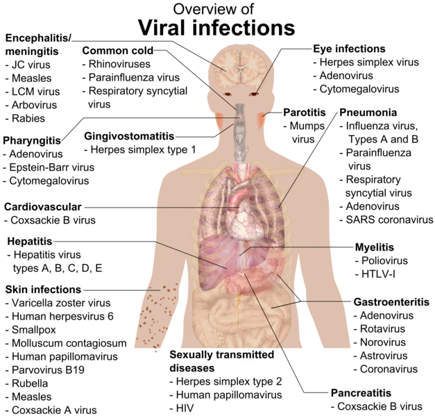 Overview of the main manifestations of viral infection