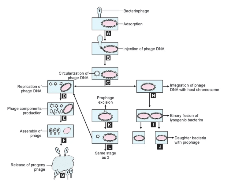 Bacteriophages - Definition, Morphology, Life cycle, Significance