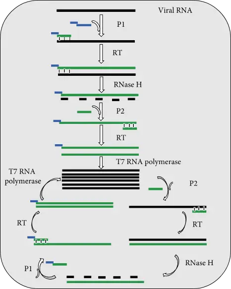 Schematic of the principle of NASBA. Abbreviations: P1, primer 1; P2, primer 2; RT, reverse transcriptase.