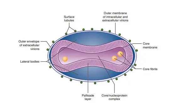 Morphology of Monkeypox Virus/Structure of Monkeypox Virus

