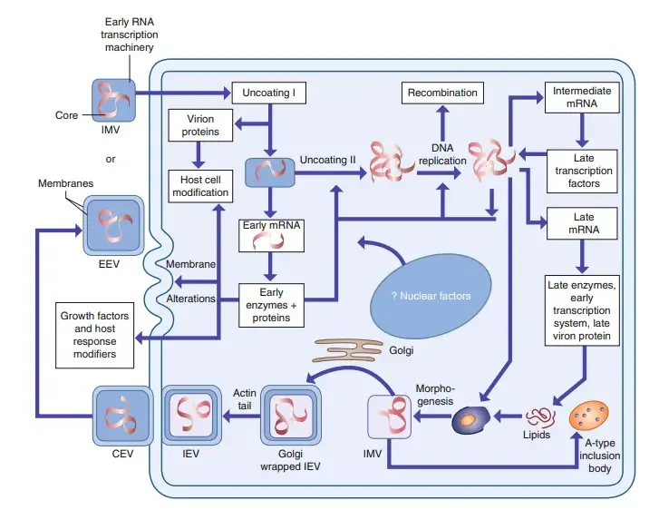 Replication Cycle of Monkeypox Virus
