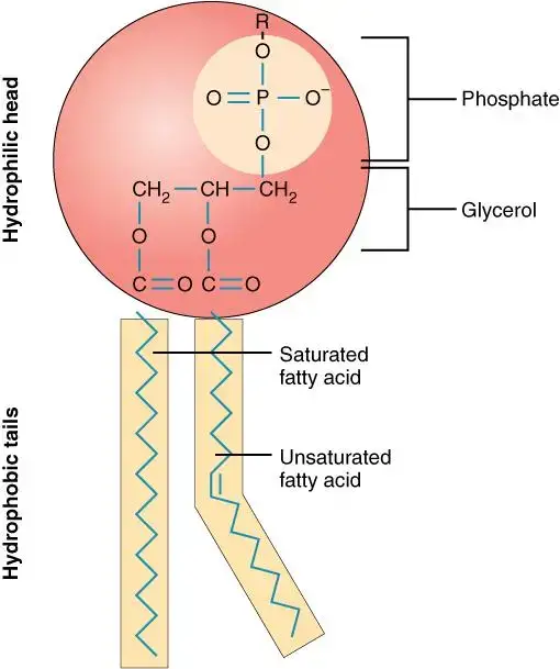 structure of phospholipids