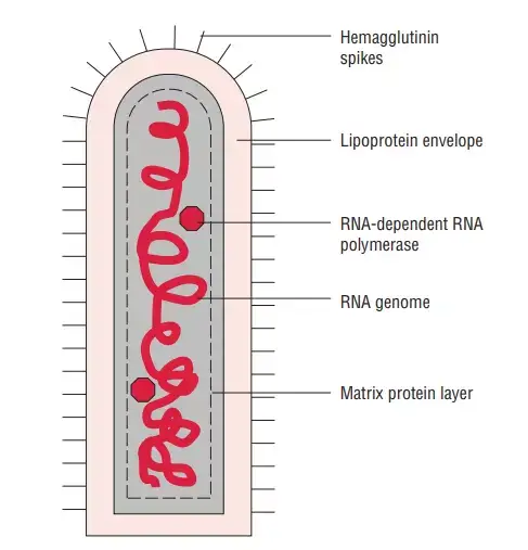 Structure of Rabies Virus
