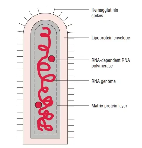 Structure of Rabies Virus
