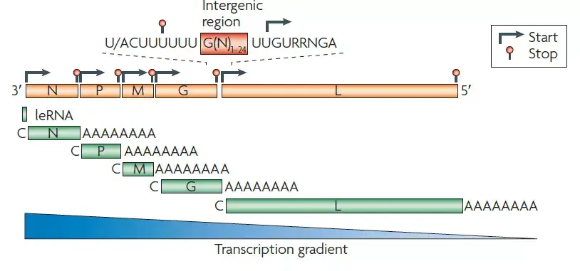 Genome organization of Rabies Virus
