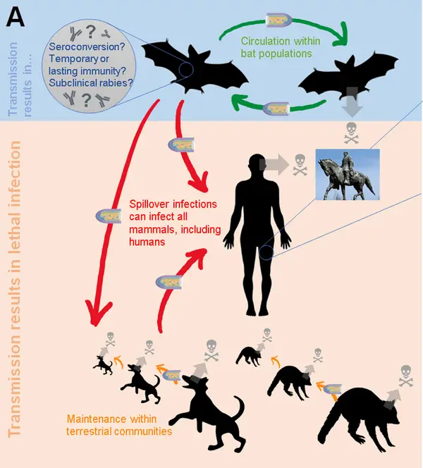 Transmission of Rabies Virus
