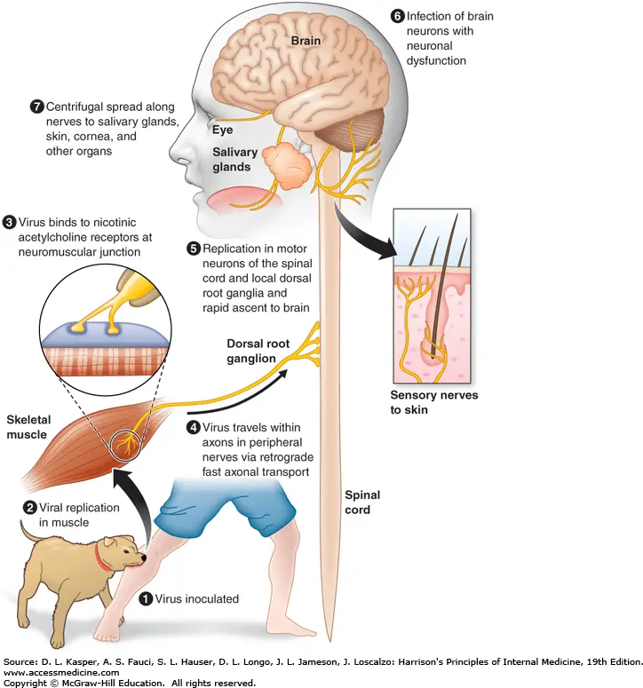 Pathogenesis of Rabies Virus
