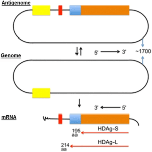 Hepatitis D Virus - Structure, Genome, Replication, Pathogenesis,