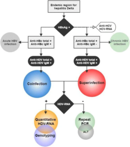 Hepatitis D Virus - Structure, Genome, Replication, Pathogenesis ...