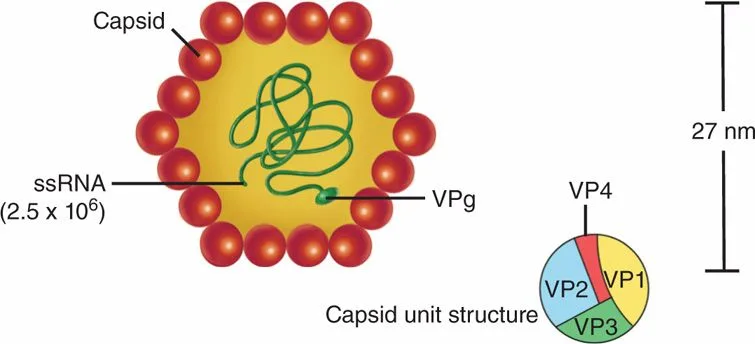 Structure of Hepatitis A Virus – Source: Dr. J. H. Hoofnagle and of Abbot Laboratories, Diagnostic Division, North Chicago, Illinois.
