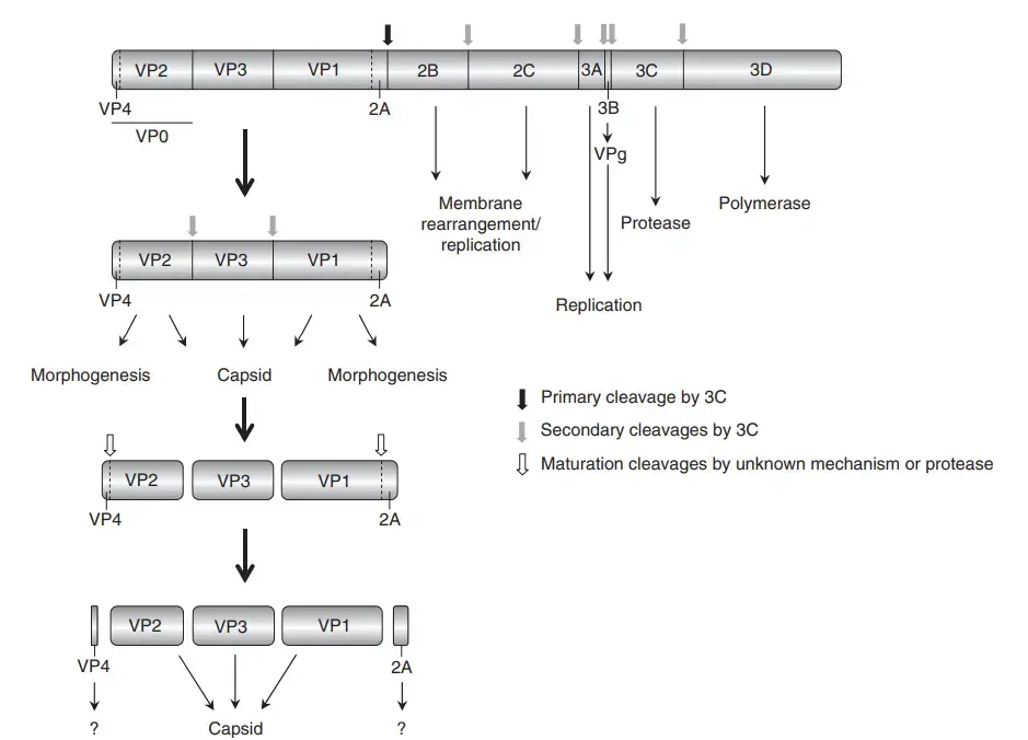 Genome Organization of Hepatitis A Virus
