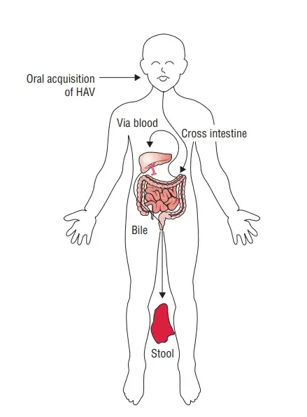 Pathogenesis of Hepatitis A Virus
