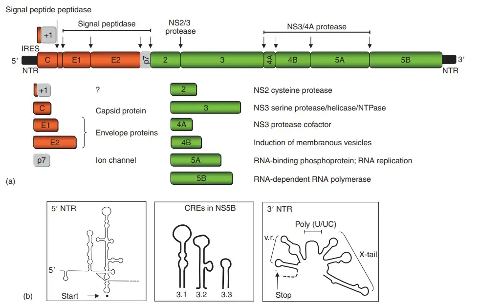 Genome Organization of hepatitis C virus
